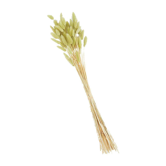 Green Bunny Tail Grass Bundle